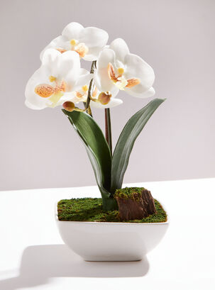 Orquídea Blanca Mediana,,hi-res