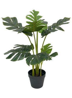 Planta Monstera 85 cm,,hi-res