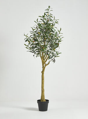 Planta Olivo 145 cm,,hi-res