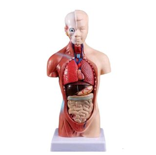 Torso Humano 28 Cm - Modelo Anatómico Órganos Extraíbles,hi-res