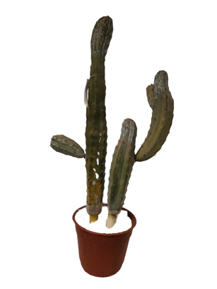 Cactus Decorativo Doble 87Cm ,hi-res