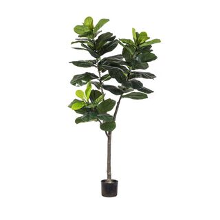 Ficus Lyrata 60 hojas 150 cm,hi-res