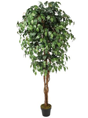 Ficus Benjamina de 180 cm con doble tronco de madera,hi-res