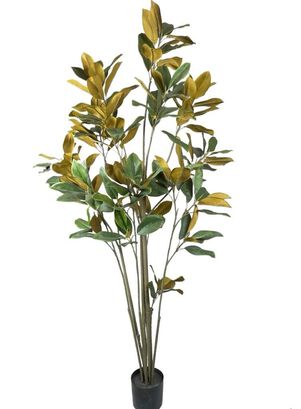 Planta Decorativa Arbol Magnolia Denudata 180Cm,hi-res