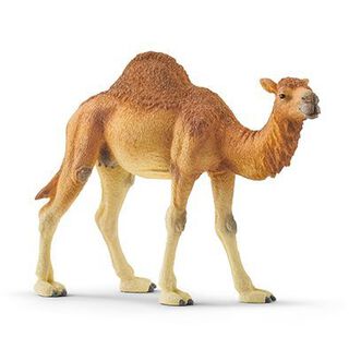 Camello,hi-res