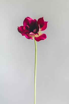 Anemona Morada Flor Artificial by Le Bouquet 40,6 cm,hi-res