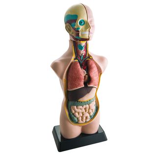 Modelo De Anatomía Humana,hi-res