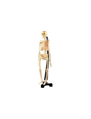 Modelo De Esqueleto Con Soporte,hi-res