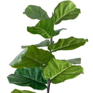 Rama Ficus Lyrata,hi-res