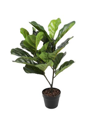 Ficus Lyrata de 75 cm,hi-res
