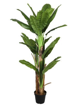 Banano de 190 cm, 4 troncos y 28 hojas,hi-res