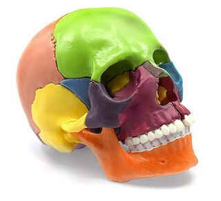 Cráneo Desmontable de Color Modelo Anatomía Humana,hi-res