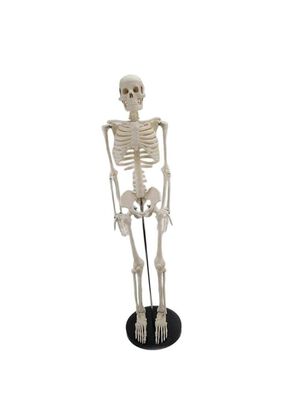 Esqueleto 85 Cm - Modelo Anatómico,hi-res