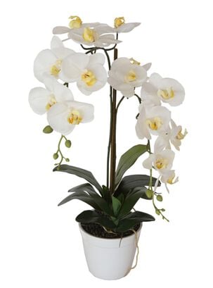 Orquídea blanca de 65 cm en macetero,hi-res