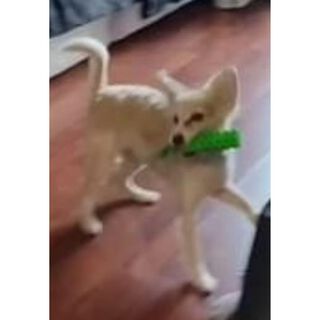 Juguete De Goma Con Soga Accesorios Perro Gato Mascotas,hi-res