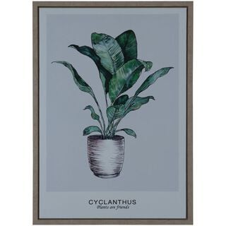 Cuadro Decorativo Cyclanthus Friend 70 x 50,hi-res