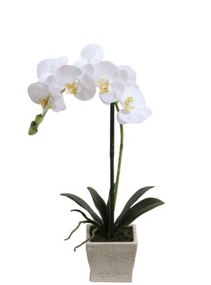 Orquídea blanca 51 cm en macetero,hi-res