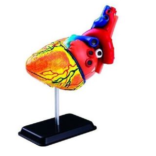 Modelo Anatómico Del Corazón,hi-res