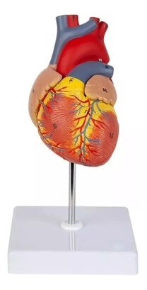 Figura de Corazón Modelo Anatómico.,hi-res