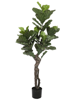 Ficus Lyrata de 150 cm, Protección UV,hi-res