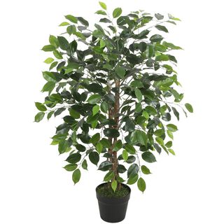 Ficus Benjamina de 90 cm,hi-res