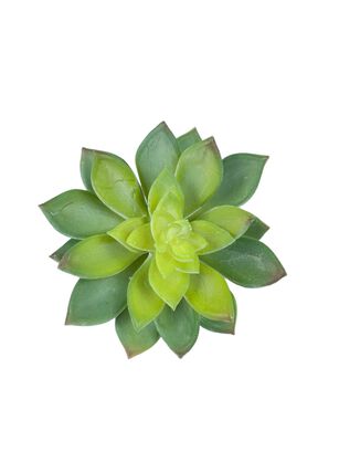 Cactus Decorativo Corel Echeverria Verde 14cm (Sin Macetero),hi-res