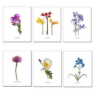 Set de Láminas De Flores N°1,hi-res