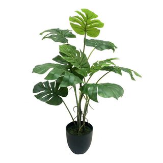 Planta Philodendro 89Cm,hi-res