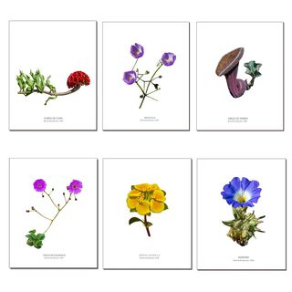 Set de Láminas De Flores N°2,hi-res