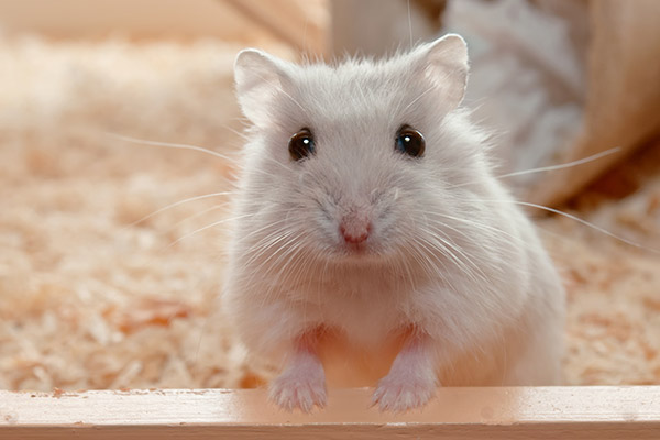 Alimentos y jaulas para pequeños roedores