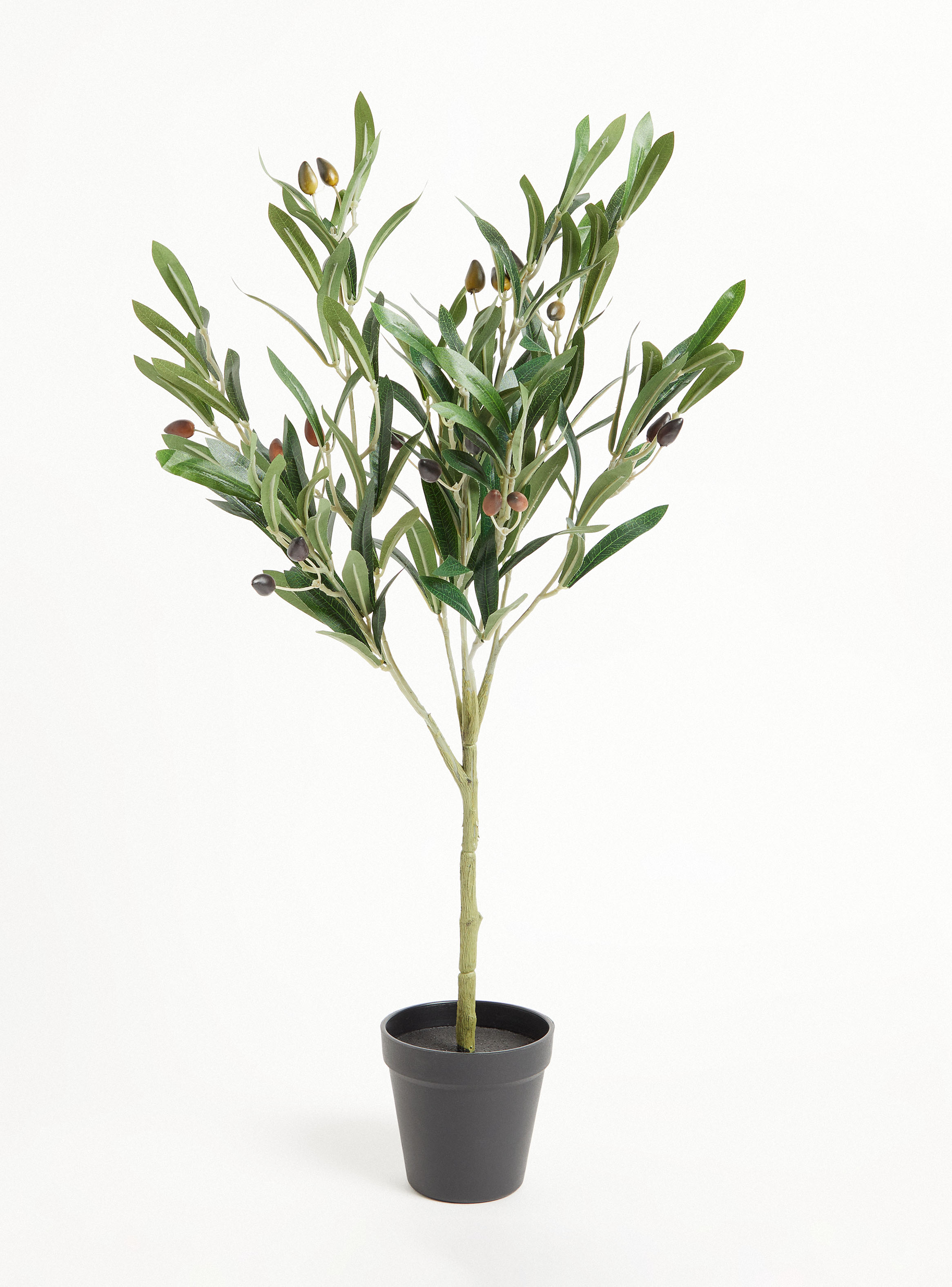 Planta Olivo 65 cm